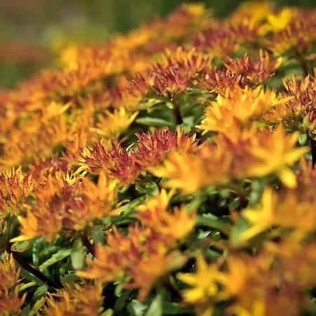 8 Pers Du Chateau De Cantecor